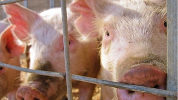 Michigan county fair attendees test positive for rare strain of swine flu