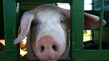 Watchdog exposes $14.7B of pork-barrel spending, including 'brown tree snake eradication' project