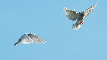 Mystery of lost homing pigeons finally solved