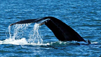 Iceland company trolls England with free whale-watching tour