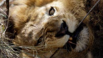 South Africa: Rescued lions explore new home in sanctuary