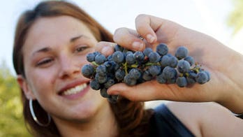 Drought, hail, cold conspire to turn European wine grape harvest in worst in half a century