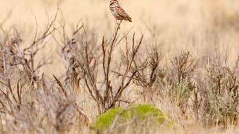 Patrols increase in New Mexico after rare species of owl killed