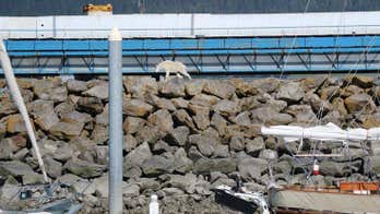 Goat drowns after jumping in water trying to get away from tourists