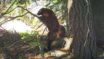 Scientists capture rare sighting of wolverine in Sierra Nevada