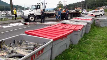 Truck carrying chum salmon rolls and spills across Alaska highway