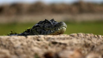 Alligator found at NJ motel was there to film music video: police