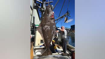 Alaska fishermen haul in near 400-pound halibut