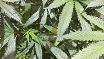 Oregon collects millions in marijuana-related taxes