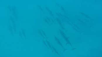 Feds seek to ban dolphin swimming in Hawaii