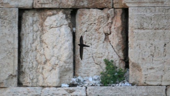 Tiny bird stays aloft for 10 months