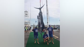 Florida fishermen catch 800-pound marlin, reel in $450G tournament prize