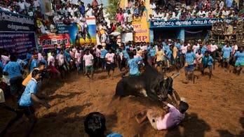 Bull-taming tradition resumes in southern Indian state