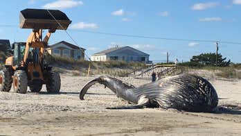 Washed up whale died due to human interaction, officials say
