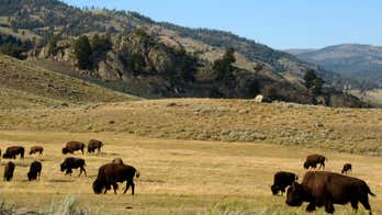 Hunts threaten population of Yellowstone bison, group says