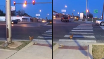 Oklahoma chicken caught on video using crosswalk