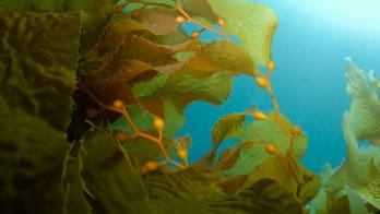 Researchers: Seaweed Holds Key to Fighting Obesity