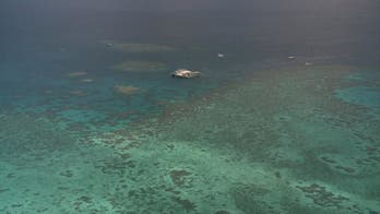 Great Barrier Reef sees record coral deaths this year