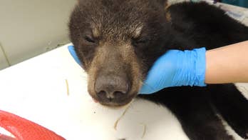 Virginia wildlife center takes in 2 black bear cubs after mother is killed by homeowner