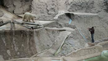 Polar bear Arturo dies in Argentina 2 years after petition