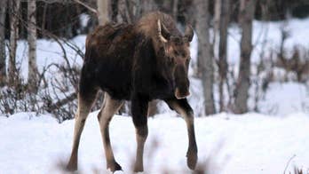 Alaska residents warned to give grumpy moose their space