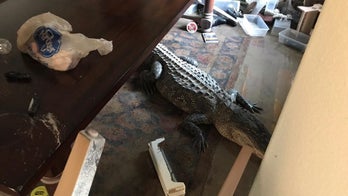 Alligator discovered inside flooded Texas home: See photo