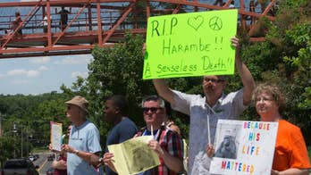 Cincinnati Zoo rejoins Twitter following Harambe controversy