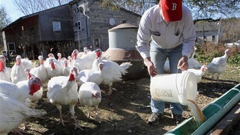 Tipsy turkeys: NH birds fed beer for flavor, size