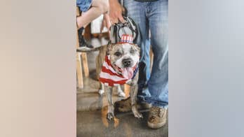 Indiana patrol officer rescues, later adopts dog after finding it shot in face, covered in bleach