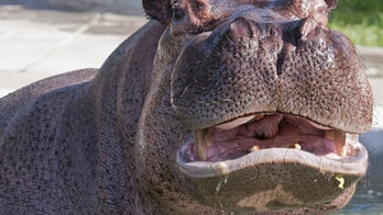 Hippo attacks in Kenya kill 2, including Taiwan tourist taking pictures, authorities say