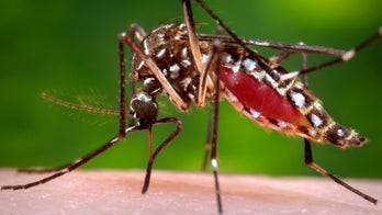 Dengue fever: Why it’s becoming more common in the U.S. and what Americans should know