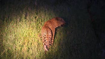 Escaped leopard mauls man near S. Africa national park