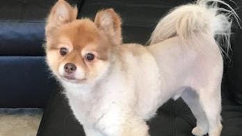 Owner of dog who died during Delta layover accuses airline of 'cover-up'