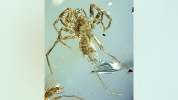 100-million-year-old spider with a tail longer than its body discovered