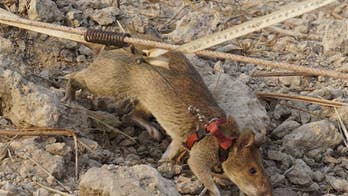 $100G project uses giant rats to sniff out crime