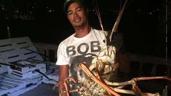 Gigantic 14-pound lobster caught near Bermuda days after Hurricane Nicole