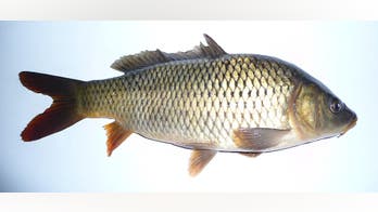 Australia hoping herpes will control carp population