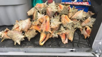 Florida beachgoer who took queen conch shells sentenced to 15 days in jail: report