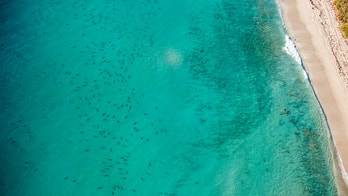 Why 10,000-plus sharks are hanging out in Florida waters