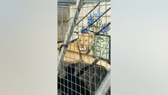 More than dozen exotic animals living in unacceptable conditions at Nevada home