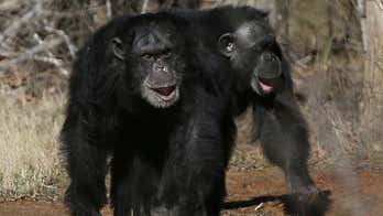 Chimpanzees are killing gorillas unprovoked for the first time: scientists