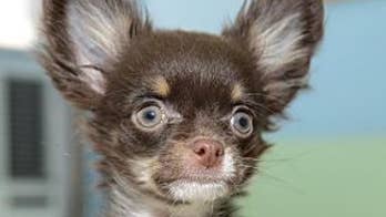 Adopt Pierre and Gus!