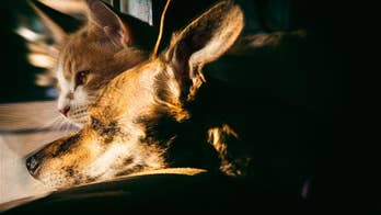 Study answers age-old question: are dogs or cats smarter?