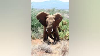 Elephants' fear of bees may help protect them