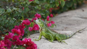 Scientists are bashing iguanas' heads in Florida
