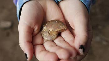 Bored by soccer game, girl digs in dirt, finds 65-million-year-old fossil