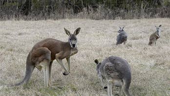 Zoo kangaroos weren't active—so visitors threw bricks at them
