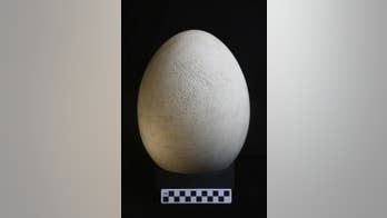 Museum shocked to discover giant egg in collection is real