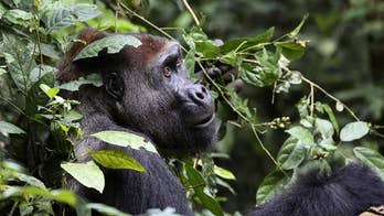 There are more gorillas than we thought, study finds