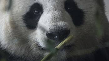 Some pandas are losing their black eye patches